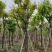 大红紫薇（开花紫花）10～15公分基地直销规格齐全