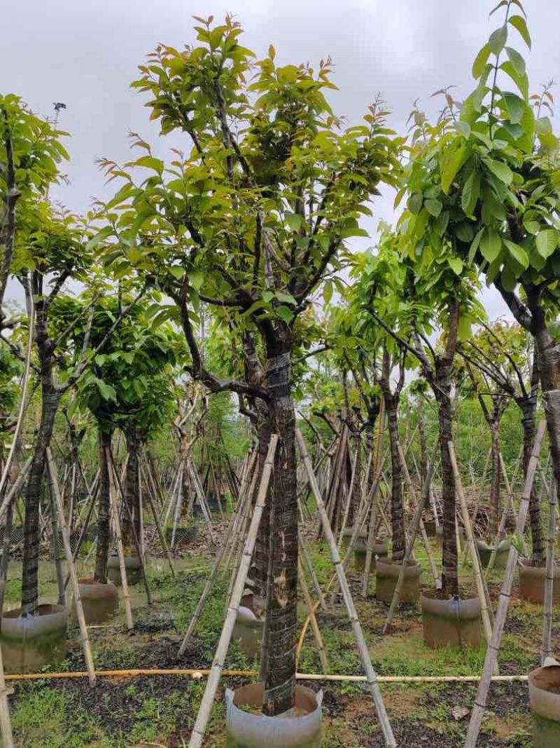 大红紫薇（开花紫花）10～15公分基地直销规格齐全