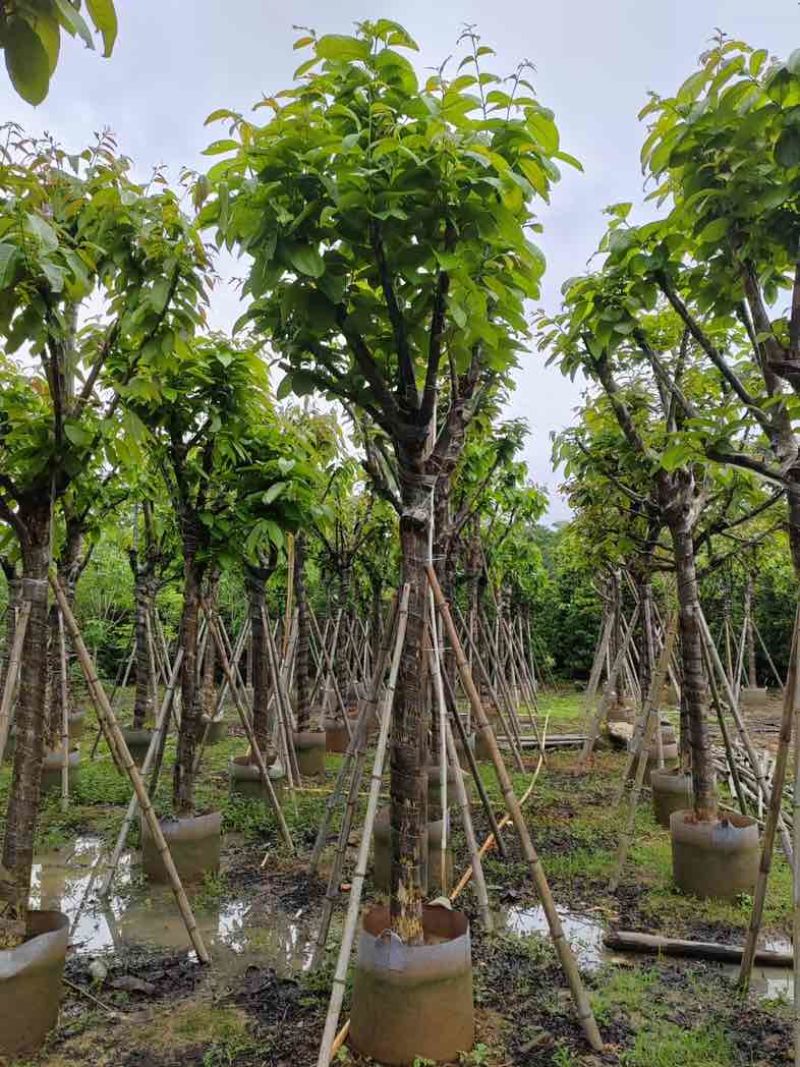 大红紫薇（开花紫花）10～15公分基地直销规格齐全