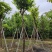 大红紫薇（开花紫花）10～15公分基地直销规格齐全