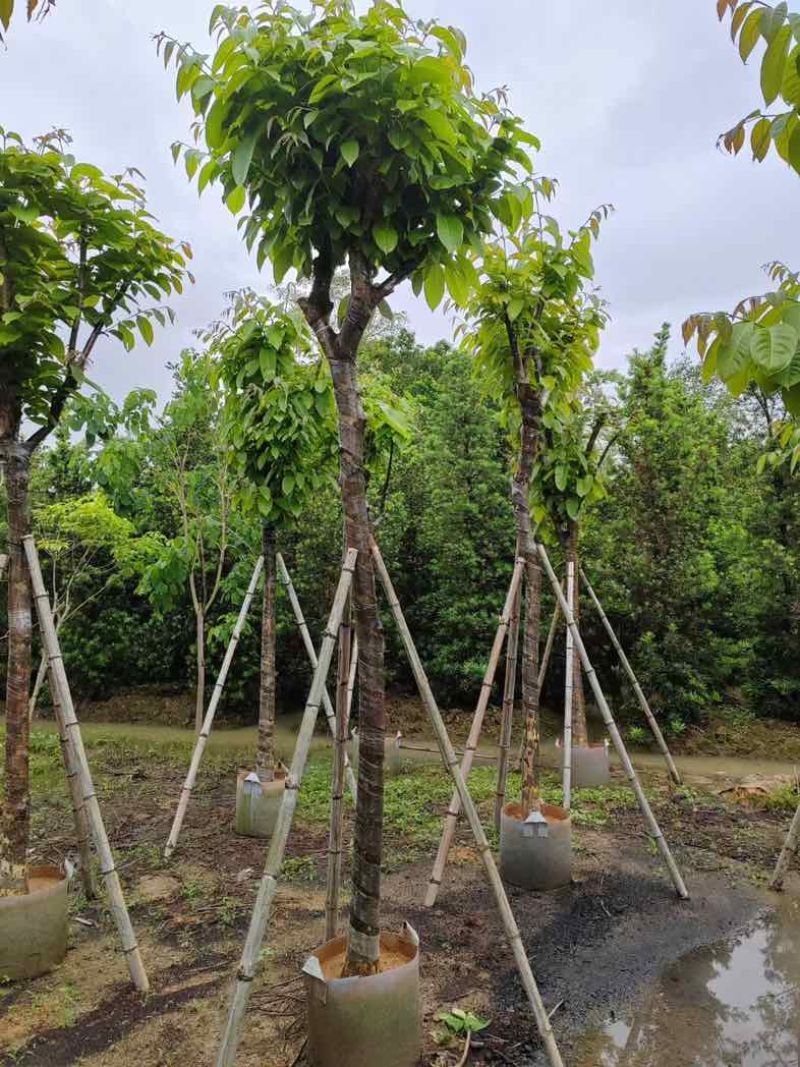 大红紫薇（开花紫花）10～15公分基地直销规格齐全