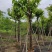 大红紫薇（开花紫花）10～15公分基地直销规格齐全