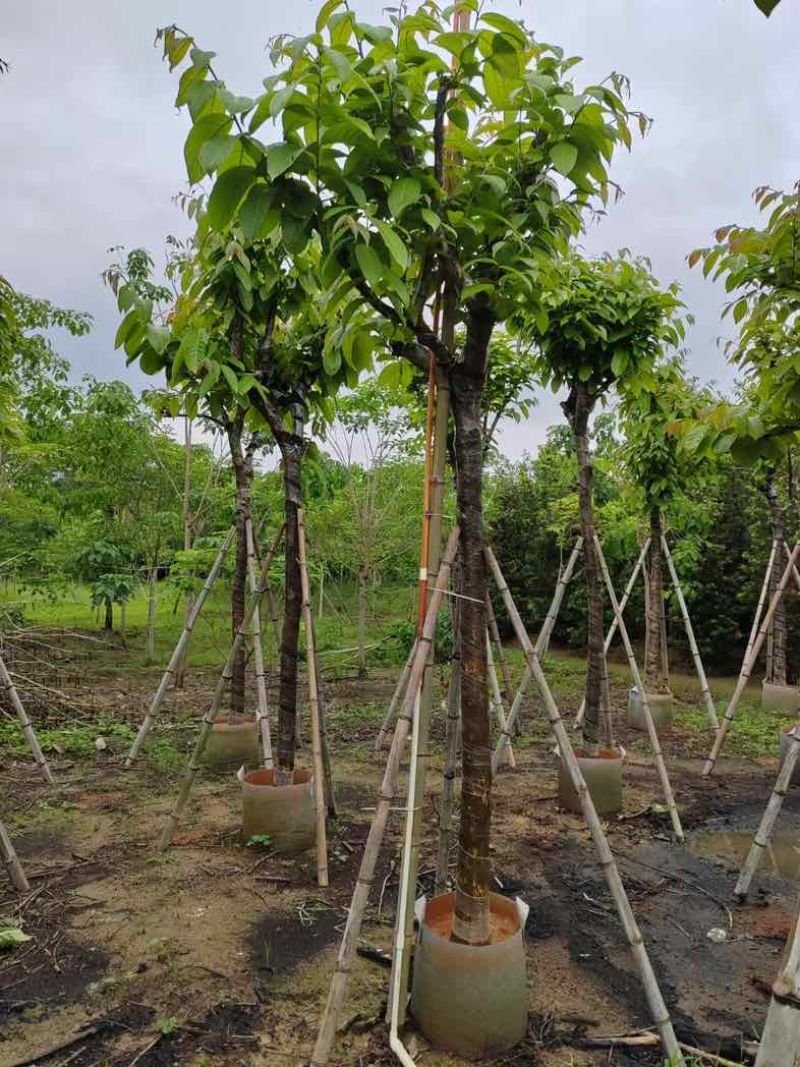 大红紫薇（开花紫花）10～15公分基地直销规格齐全