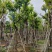 大红紫薇（开花紫花）10～15公分基地直销规格齐全