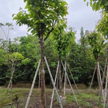 大红紫薇（开花紫花）10～15公分基地直销规格齐全