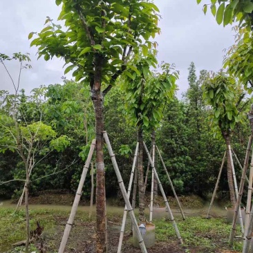 大红紫薇（开花紫花）10～15公分基地直销规格齐全