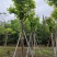 大红紫薇（开花紫花）10～15公分基地直销规格齐全