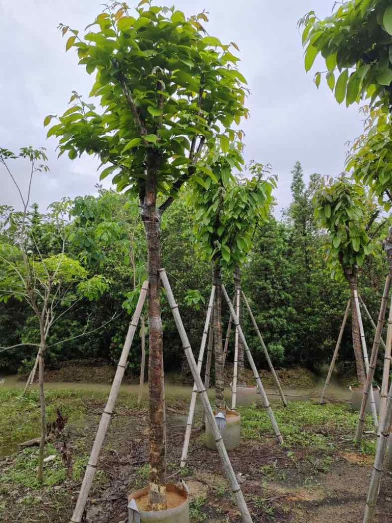 大红紫薇（开花紫花）10～15公分基地直销规格齐全