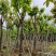 大红紫薇（开花紫花）10～15公分基地直销规格齐全