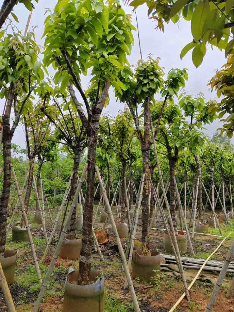 大红紫薇（开花紫花）10～15公分基地直销规格齐全