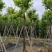 大红紫薇（开花紫花）10～15公分基地直销规格齐全
