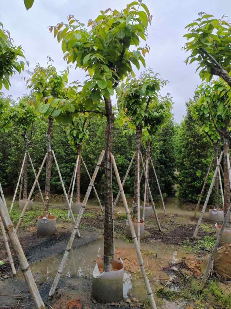 大红紫薇（开花紫花）10～15公分基地直销规格齐全