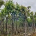 大红紫薇（开花紫花）10～15公分基地直销规格齐全