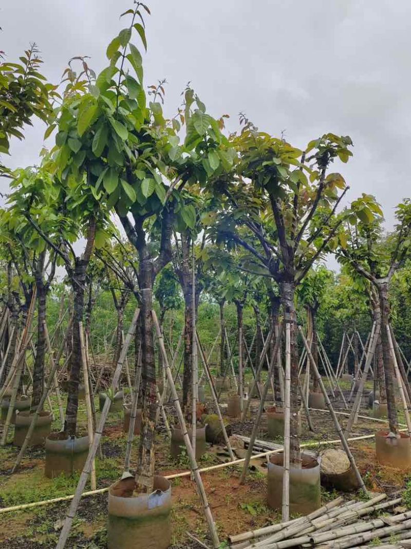 大红紫薇（开花紫花）10～15公分基地直销规格齐全