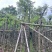 蓝花楹5～10公分基地直销规格齐全欢迎老板来电咨询合作