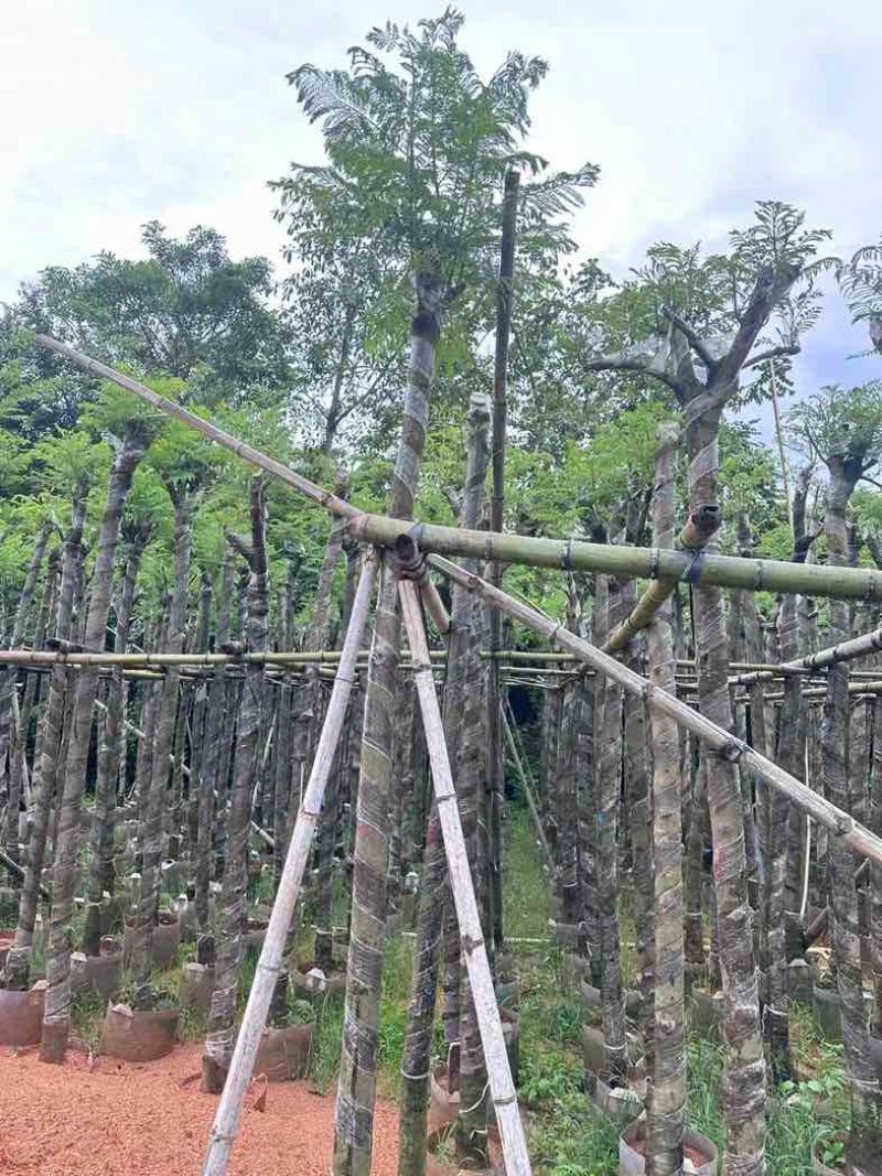 蓝花楹5～10公分基地直销规格齐全欢迎老板来电咨询合作