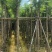 蓝花楹5～10公分基地直销规格齐全欢迎老板来电咨询合作
