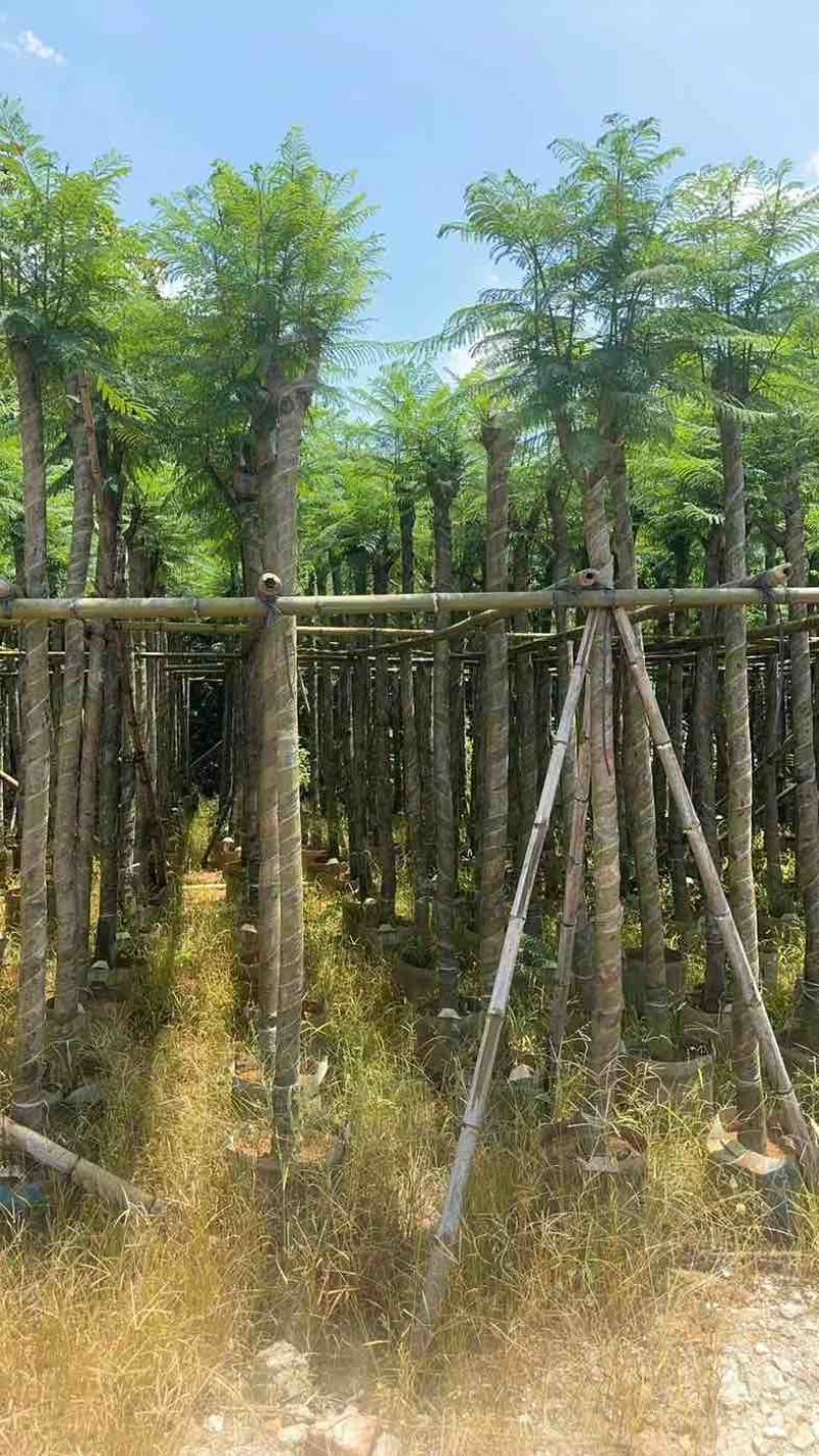 蓝花楹5～10公分基地直销规格齐全欢迎老板来电咨询合作