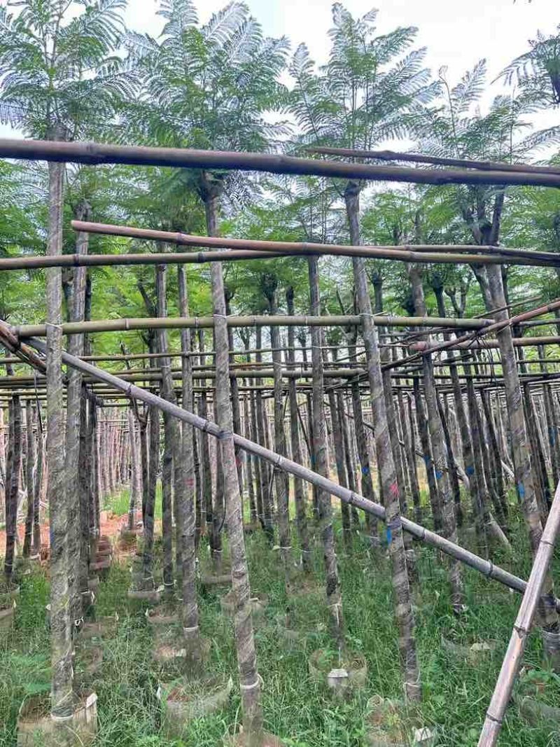 蓝花楹5～10公分基地直销规格齐全欢迎老板来电咨询合作