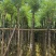 蓝花楹5～10公分基地直销规格齐全欢迎老板来电咨询合作
