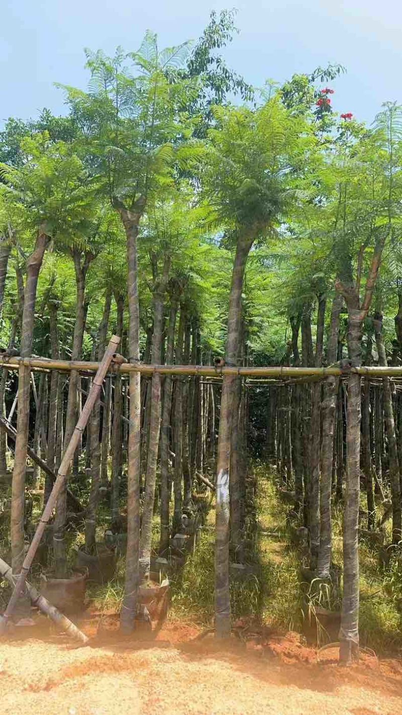 蓝花楹5～10公分基地直销规格齐全欢迎老板来电咨询合作