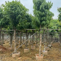 大叶紫薇10～12公分基地直销规格齐全欢迎老板来电咨询