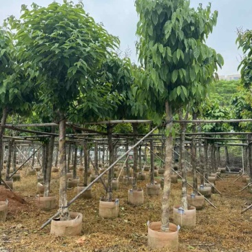 大叶紫薇10～12公分基地直销规格齐全欢迎老板来电咨询