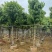 大叶紫薇10～12公分基地直销规格齐全欢迎老板来电咨询