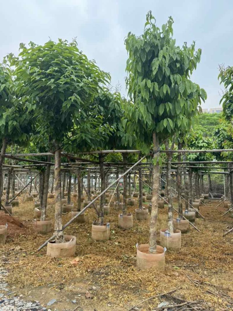 大叶紫薇10～12公分基地直销规格齐全欢迎老板来电咨询