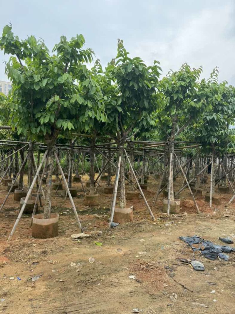 大叶紫薇10～12公分基地直销规格齐全欢迎老板来电咨询