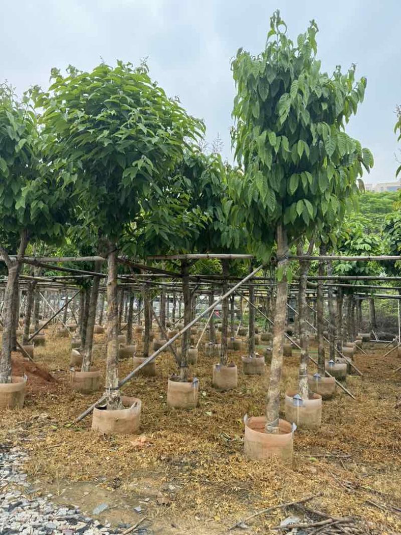 大叶紫薇10～12公分基地直销规格齐全欢迎老板来电咨询