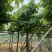 大叶紫薇10～12公分基地直销规格齐全欢迎老板来电咨询