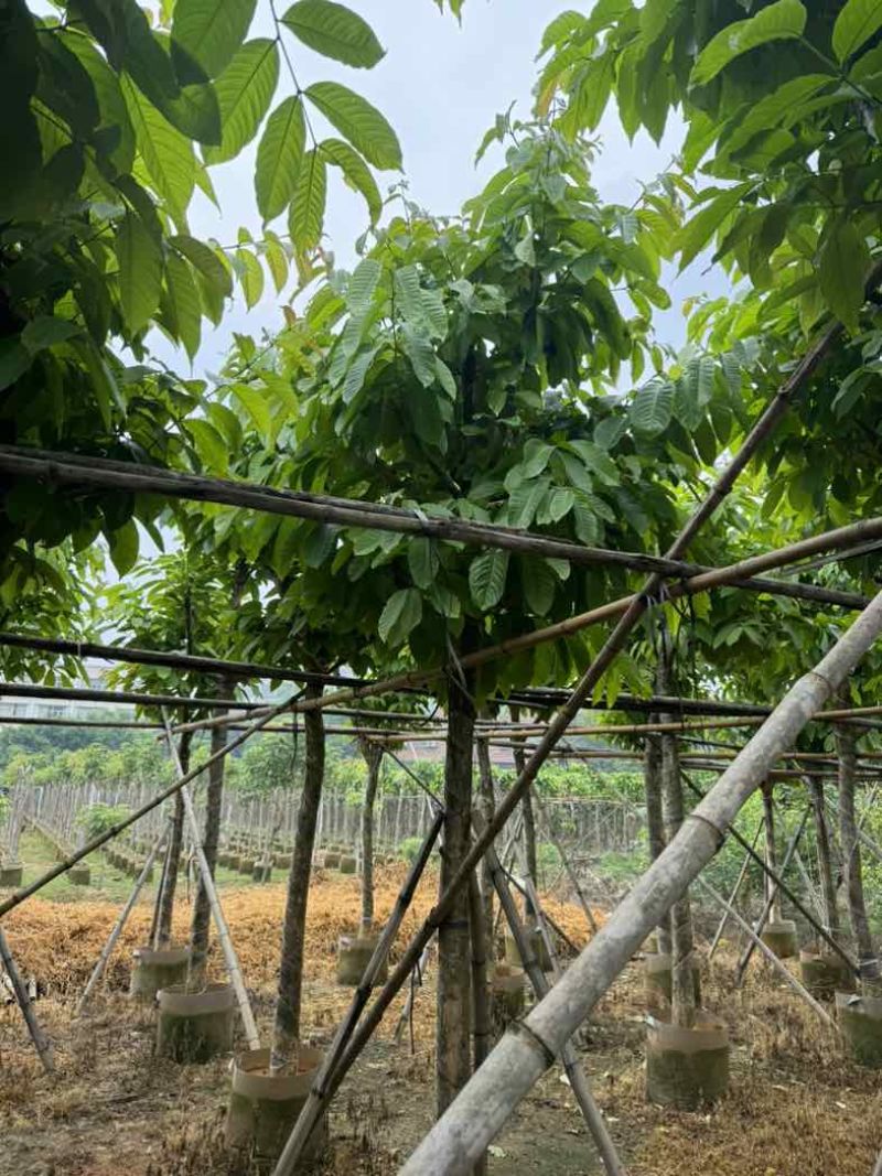 大叶紫薇10～12公分基地直销规格齐全欢迎老板来电咨询