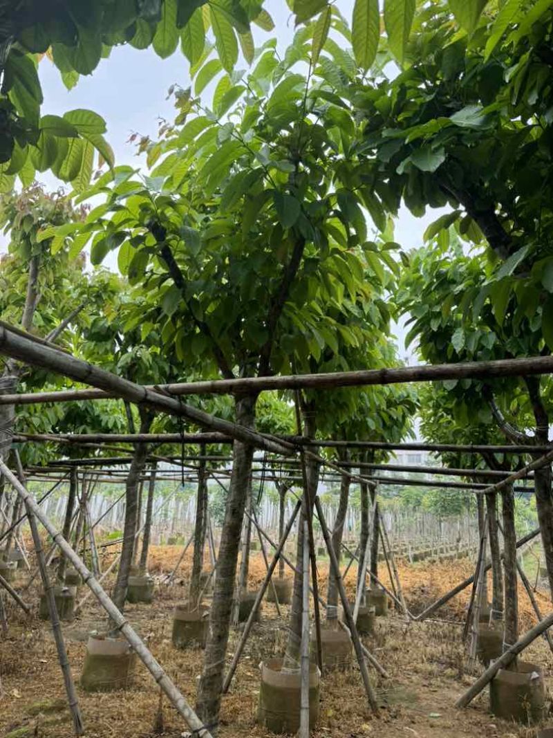 大叶紫薇10～12公分基地直销规格齐全欢迎老板来电咨询