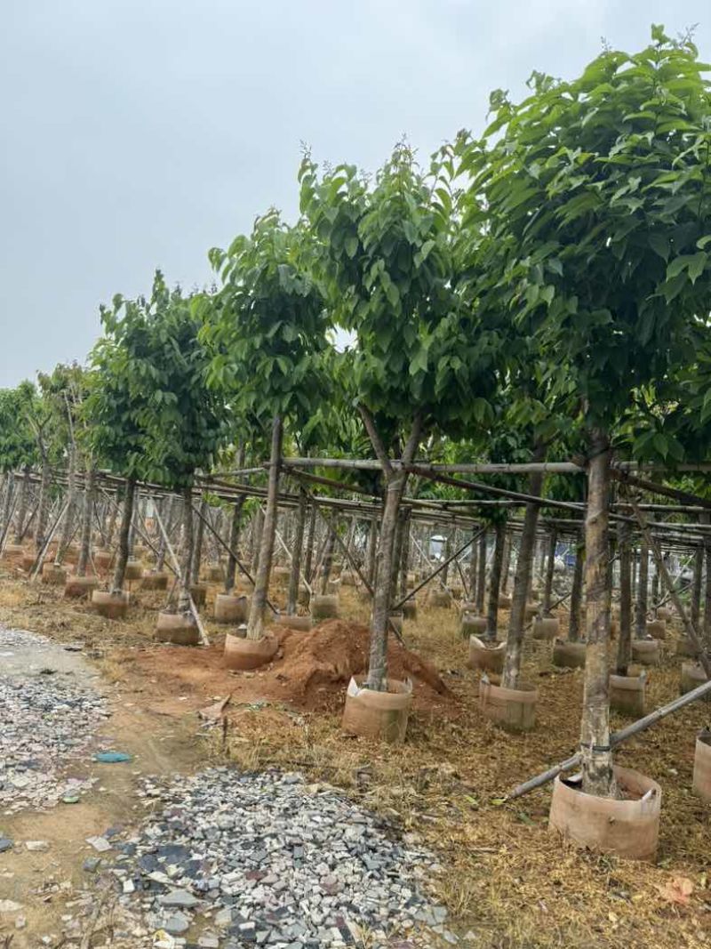 大叶紫薇10～12公分基地直销规格齐全欢迎老板来电咨询