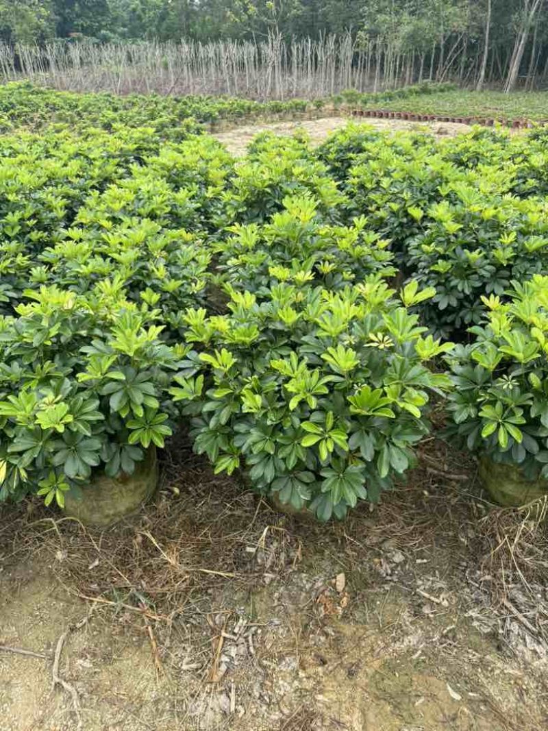 鹅掌柴/鸭脚木小袋中袋球类基地直销质量优质欢迎老板来电