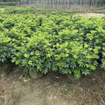 鹅掌柴/鸭脚木小袋中袋球类基地直销质量优质欢迎老板来电