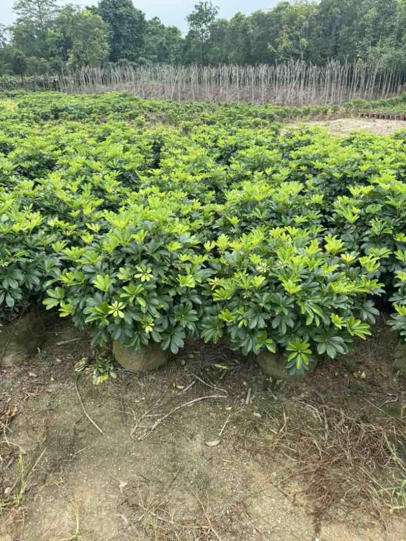 鹅掌柴/鸭脚木小袋中袋球类基地直销质量优质欢迎老板来电