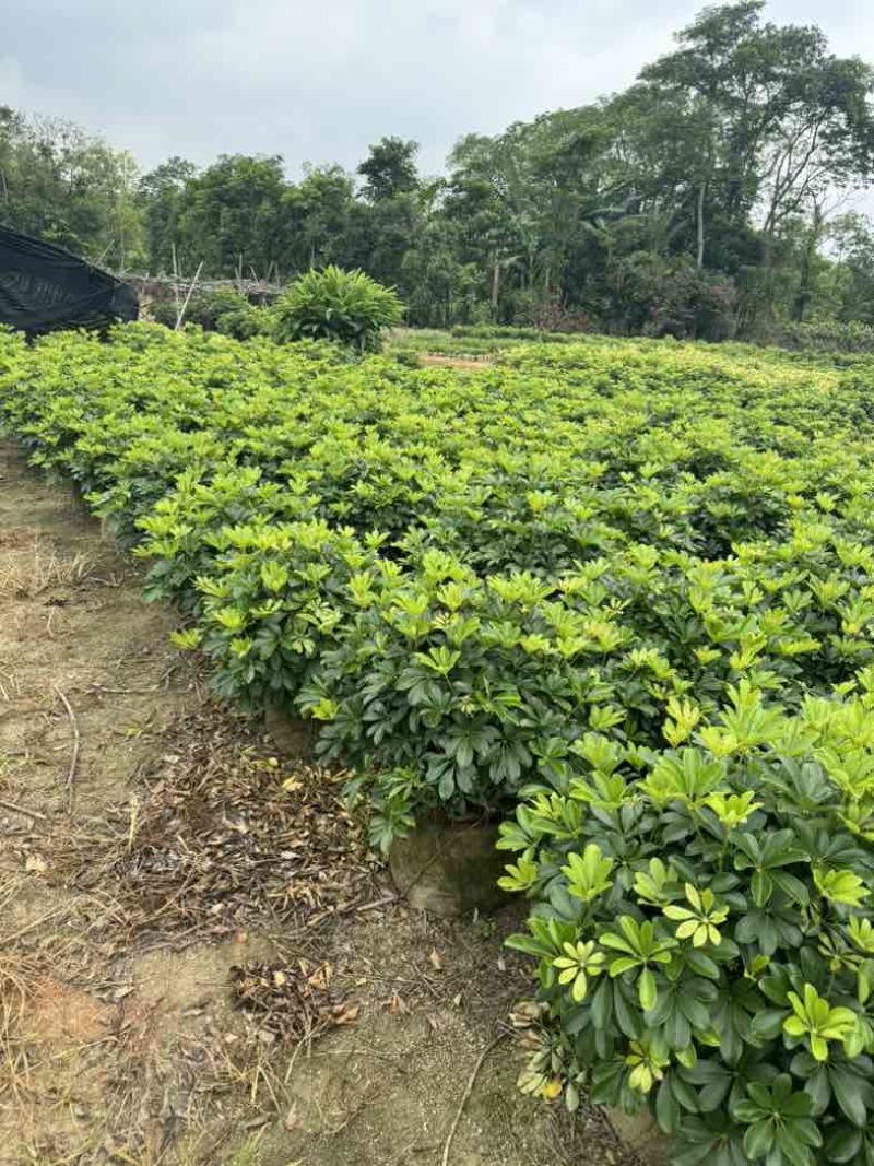 鹅掌柴/鸭脚木小袋中袋球类基地直销质量优质欢迎老板来电