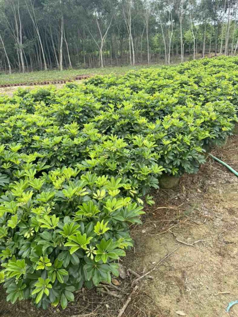 鹅掌柴/鸭脚木小袋中袋球类基地直销质量优质欢迎老板来电