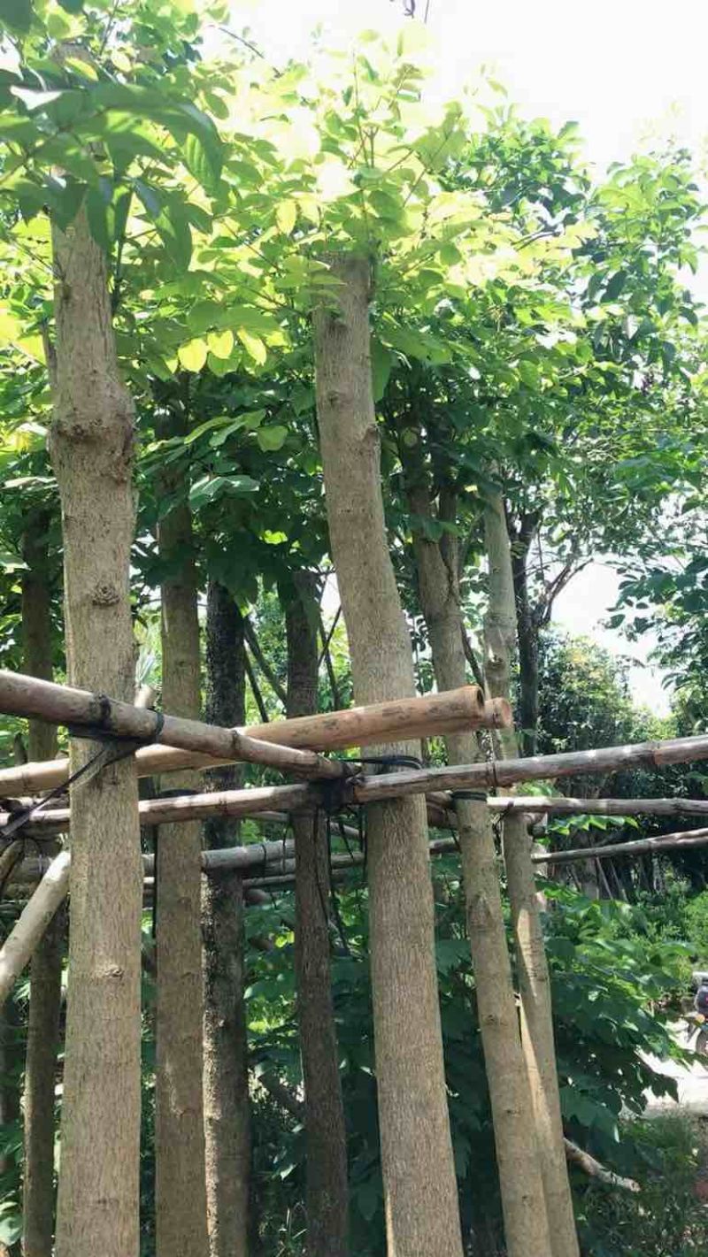 火焰木5～20公分基地直销规格齐全欢迎老板来电咨询合作