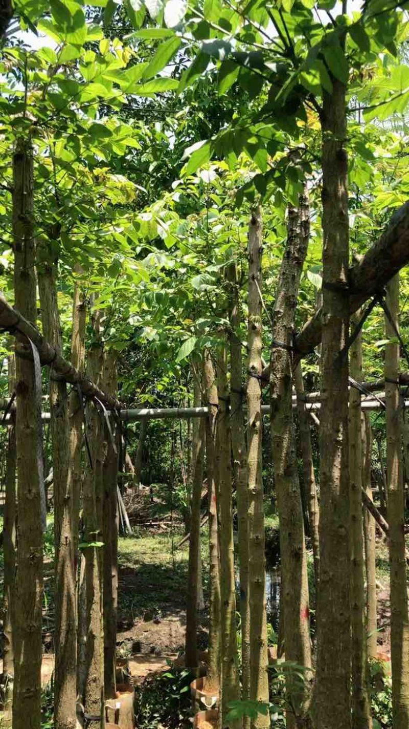 火焰木5～20公分基地直销规格齐全欢迎老板来电咨询合作