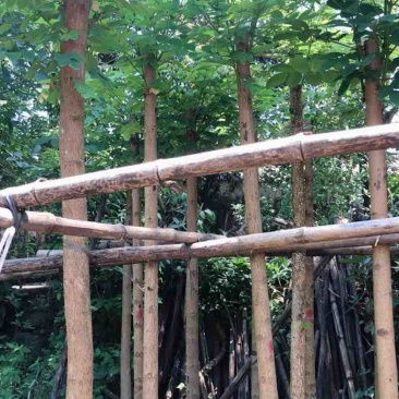 火焰木5～20公分基地直销规格齐全欢迎老板来电咨询合作