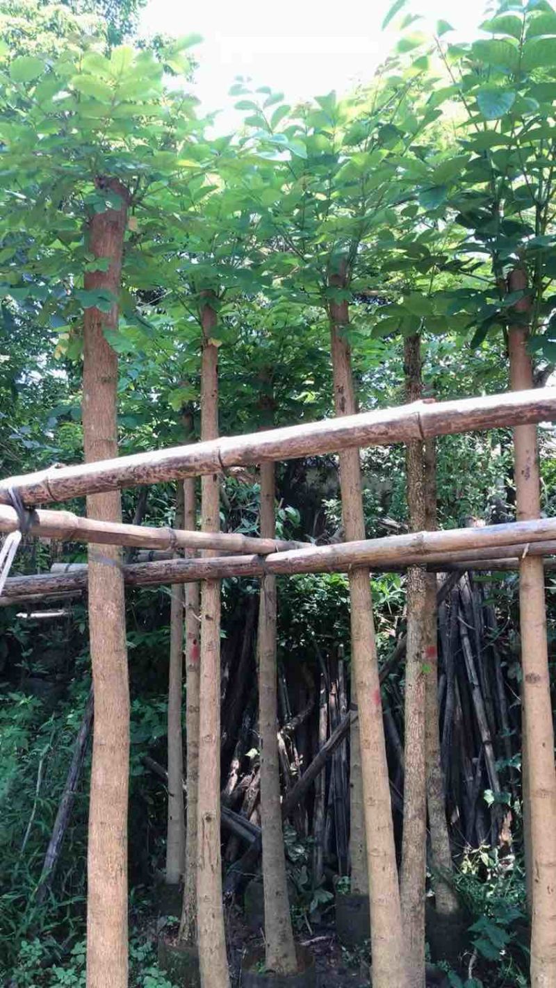 火焰木5～20公分基地直销规格齐全欢迎老板来电咨询合作
