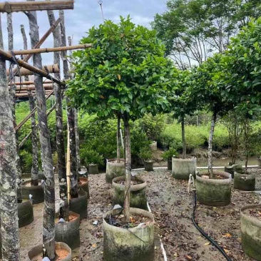 高杆含笑基地直销规格齐全欢迎老板来电咨询合作
