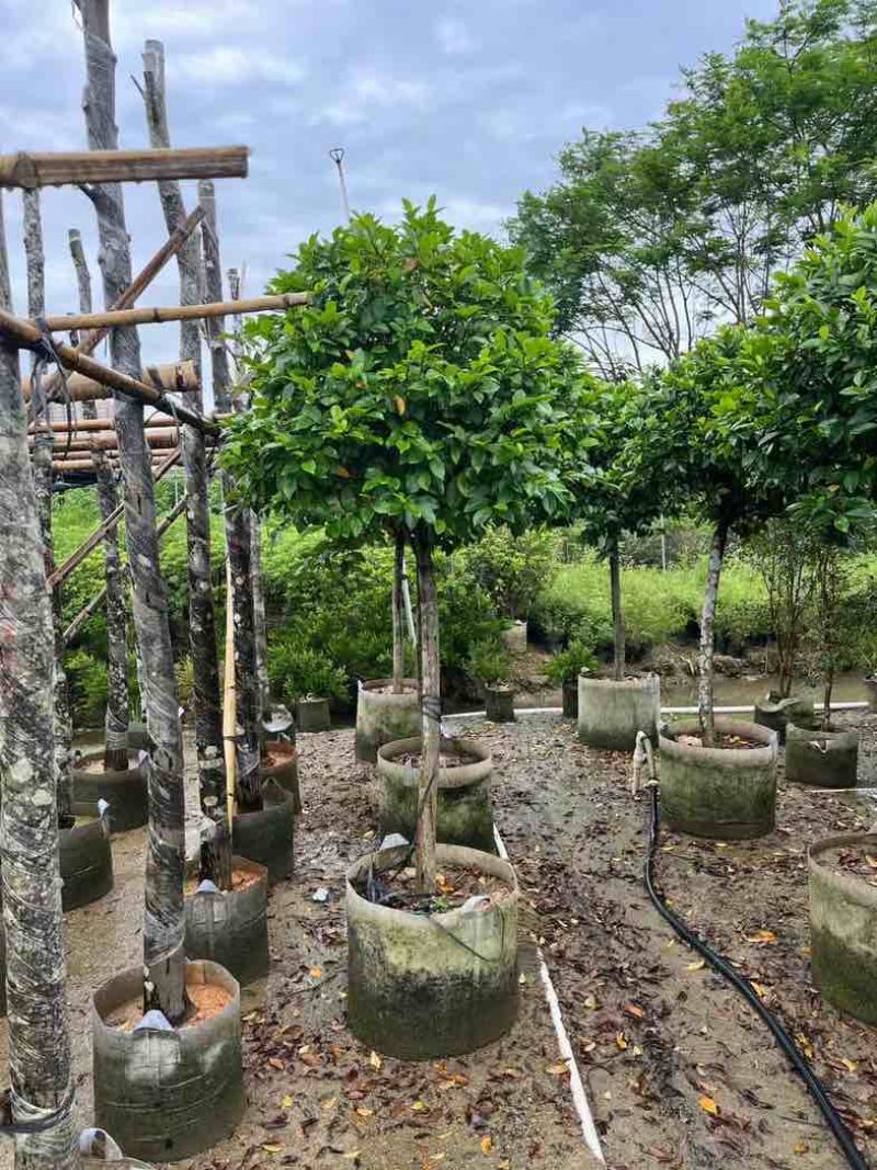 高杆含笑基地直销规格齐全欢迎老板来电咨询合作