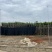 菠萝蜜树苗基地直销规格齐全欢迎老板来电咨询合作