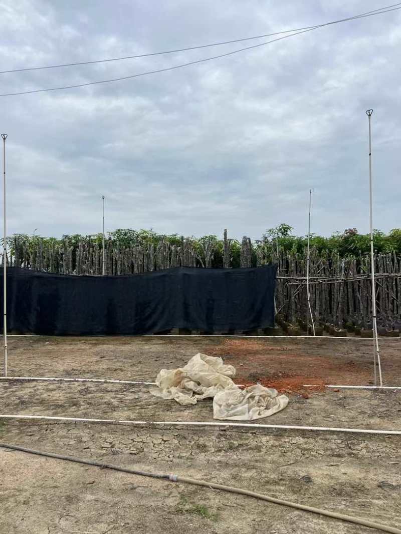 菠萝蜜树苗基地直销规格齐全欢迎老板来电咨询合作