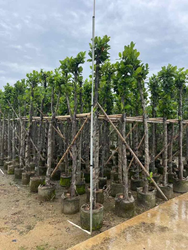 菠萝蜜树苗基地直销规格齐全欢迎老板来电咨询合作