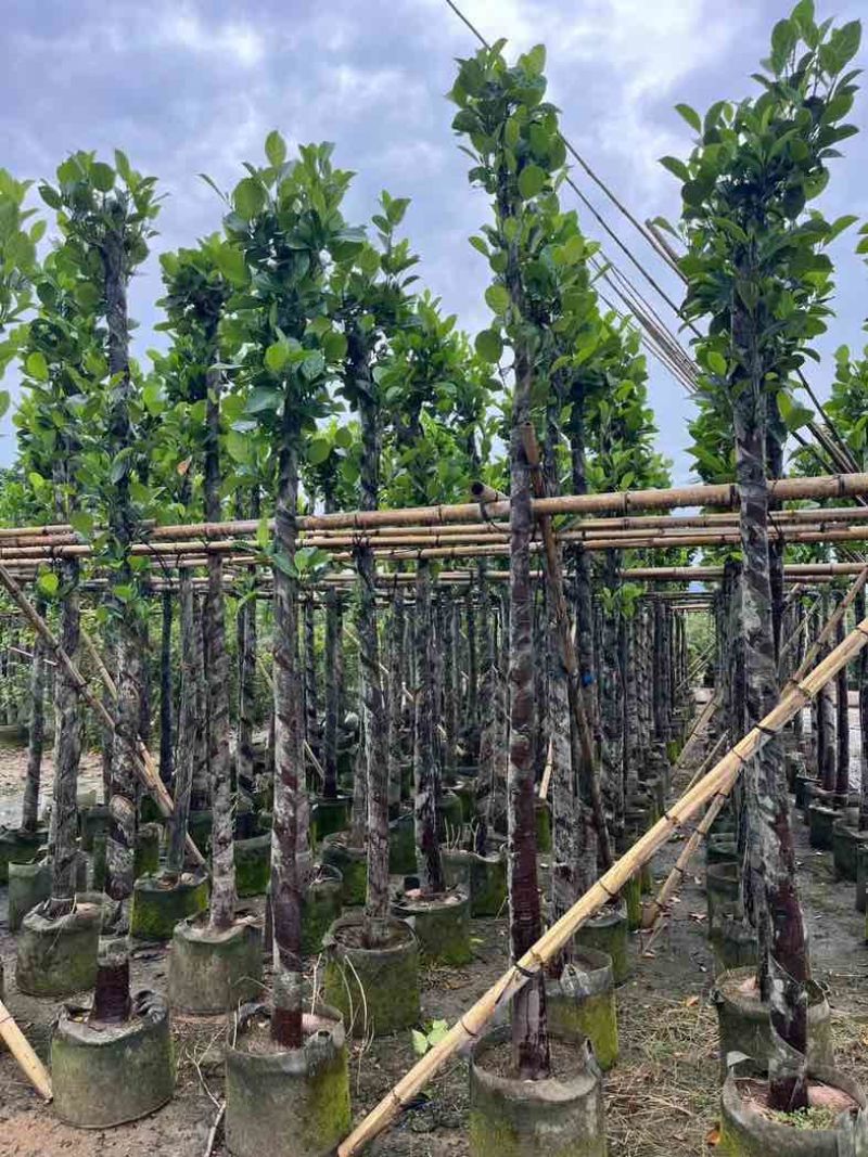 菠萝蜜树苗基地直销规格齐全欢迎老板来电咨询合作